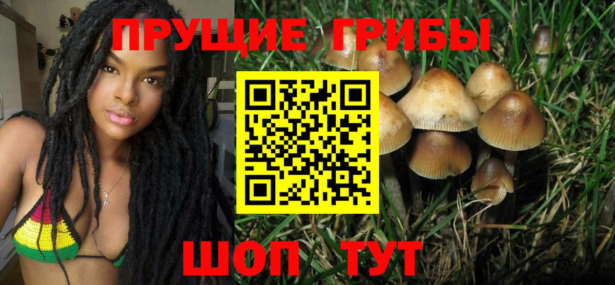Горно-Алтайск  Галлюциногенные грибы Psilocybine cubensis  Вход с VPN 